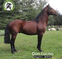 Don Lucho 284936